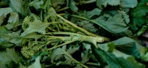 Healthy Liver, Thriving Life: Vital Tips for Liver Health
