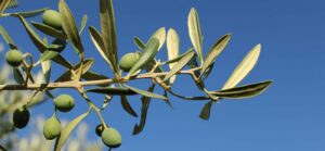 Olive Leaf Extract: A Mediterranean Gift for Your Health