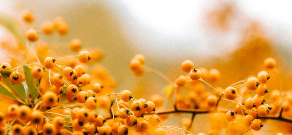 sea buckthorn