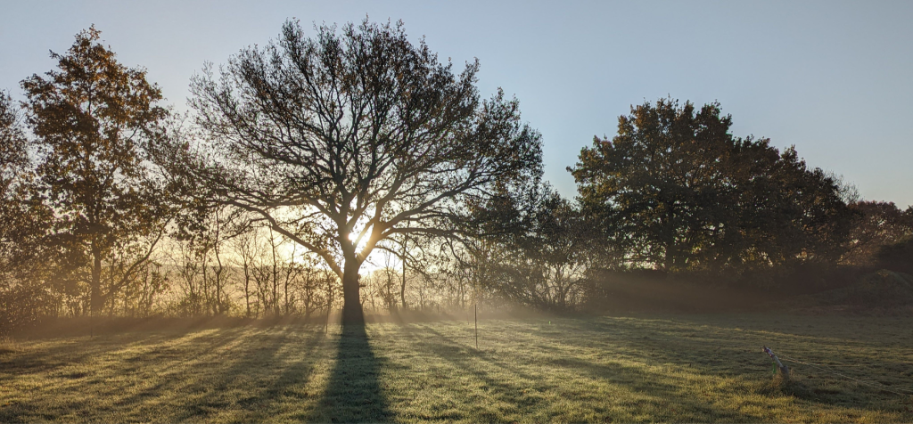 Trees and Sunlight